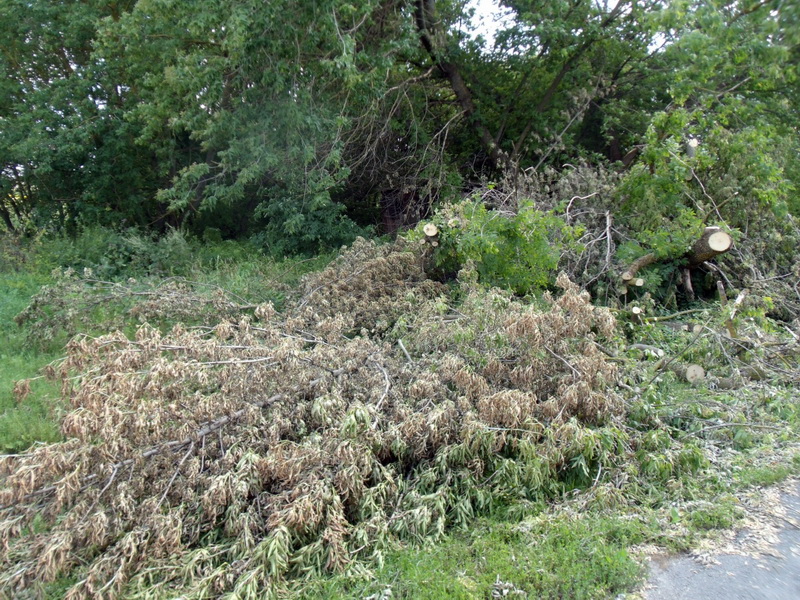 Депутат сельсовета незаконно спилил 94 дерева